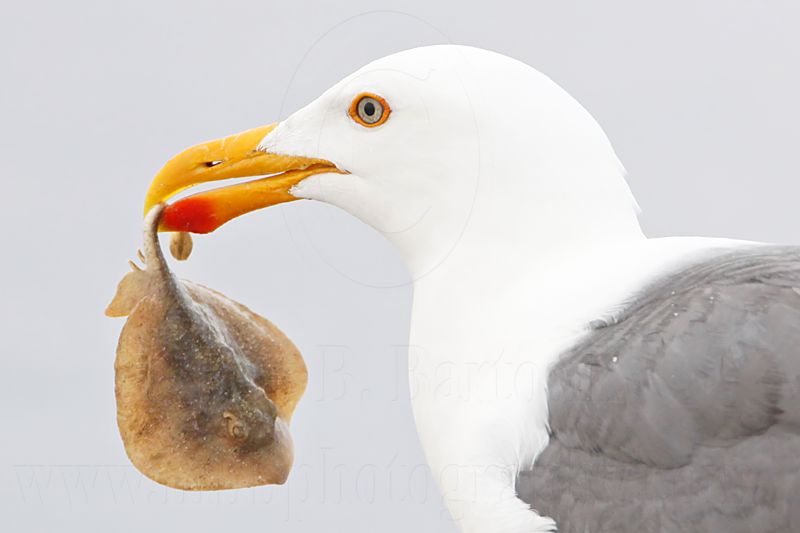 _MG_4260 Yellow-footed Gull.jpg