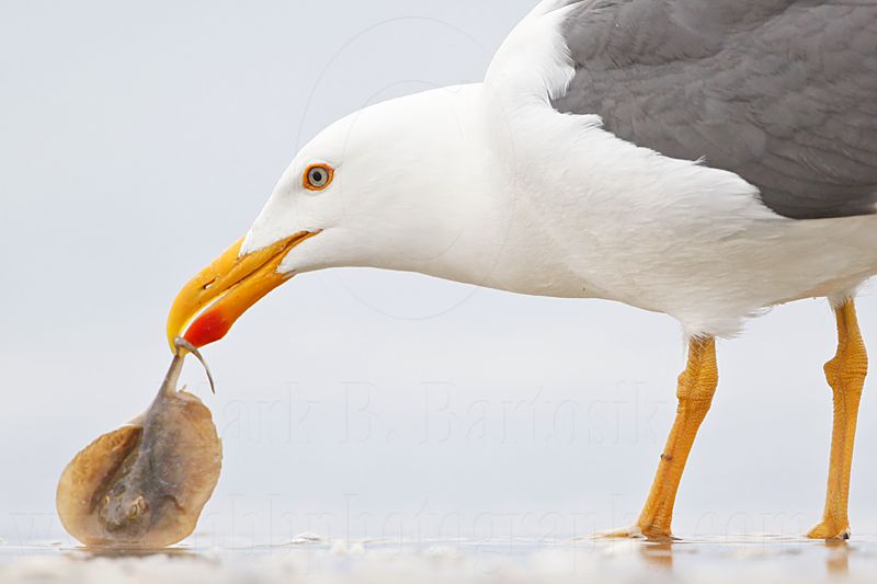 _MG_4331 Yellow-footed Gull.jpg