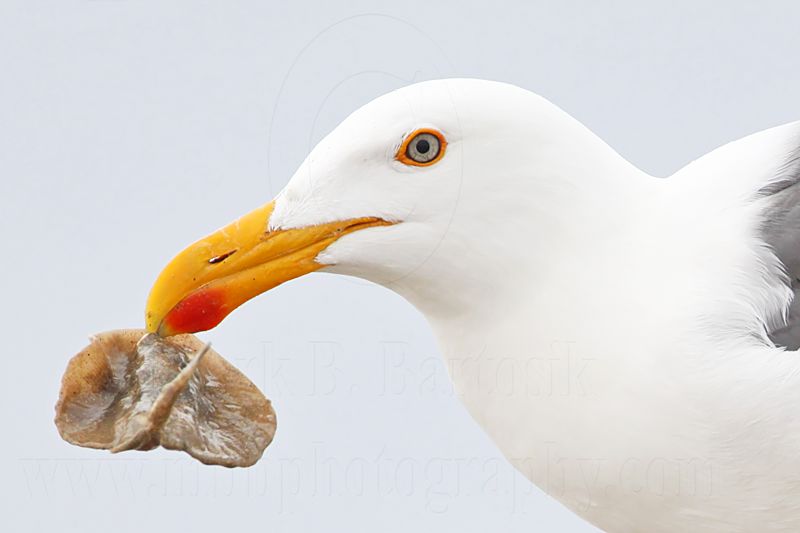 _MG_4354 Yellow-footed Gull.jpg