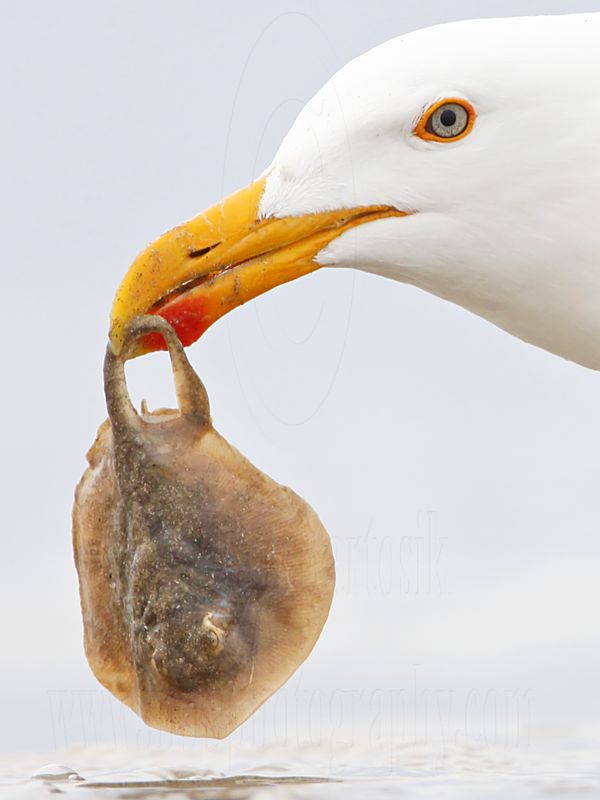 _MG_4386crop Yellow-footed Gull.jpg