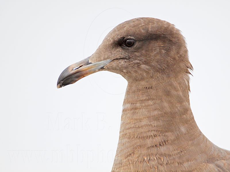 _MG_4592 Heermanns Gull.jpg