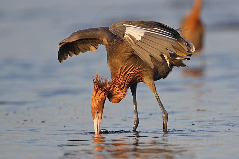_MG_3954 Reddish Egret.jpg