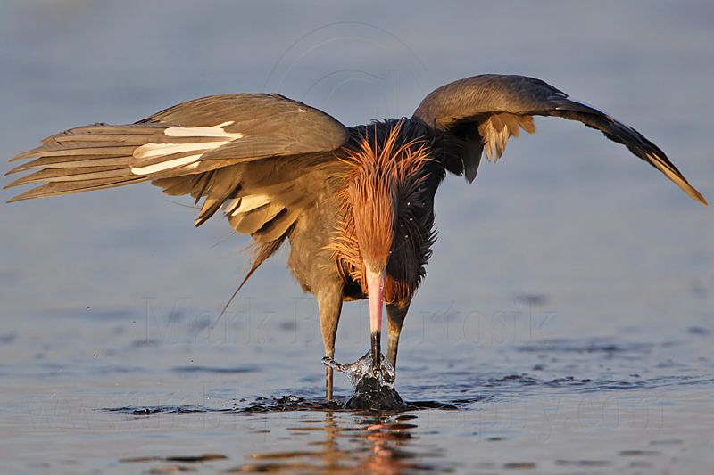 _MG_3973 Reddish Egret.jpg