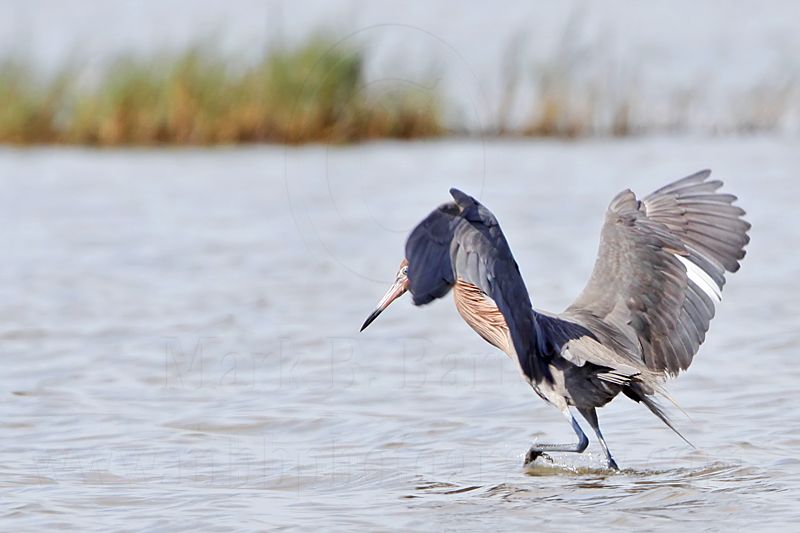 _MG_2536 Reddish Egret.jpg