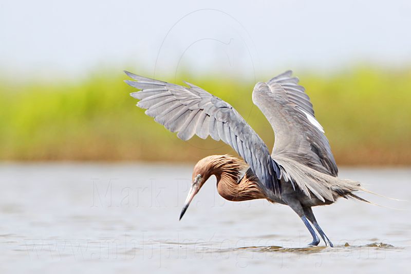 _MG_2631 Reddish Egret.jpg