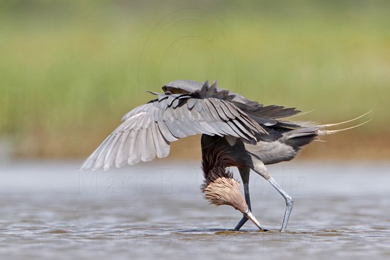 _MG_2711 Reddish Egret.jpg