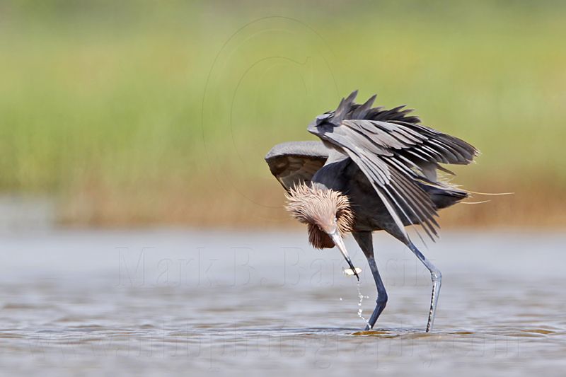 _MG_2712 Reddish Egret.jpg