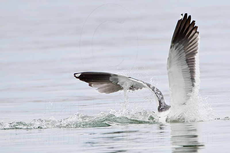 _MG_4116 Yellow-footed Gull.jpg