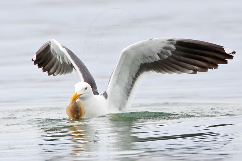 _MG_4123 Yellow-footed Gull.jpg