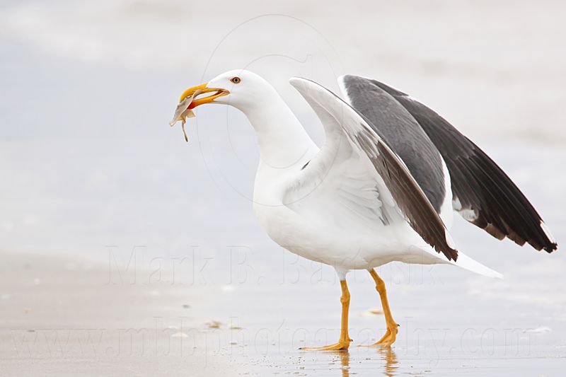 _MG_4173 Yellow-footed Gull.jpg