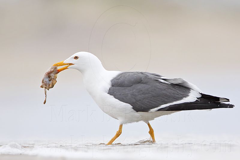 _MG_4240 Yellow-footed Gull.jpg