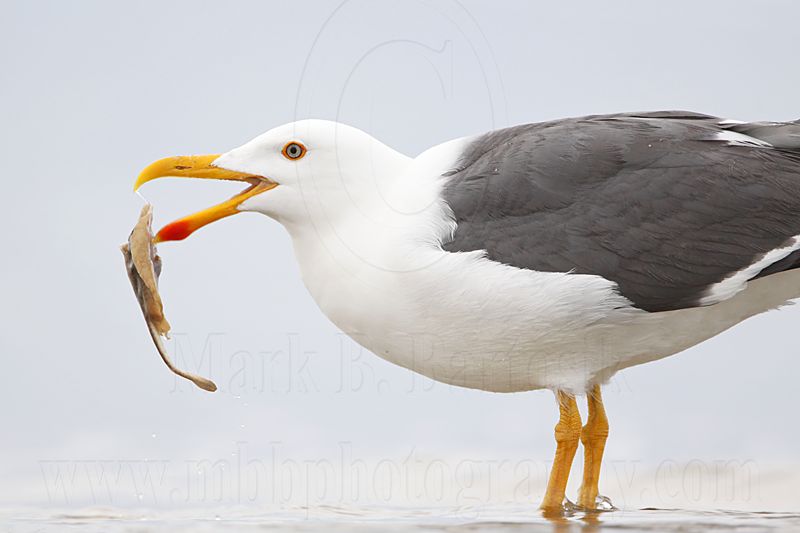 _MG_4421 Yellow-footed Gull.jpg