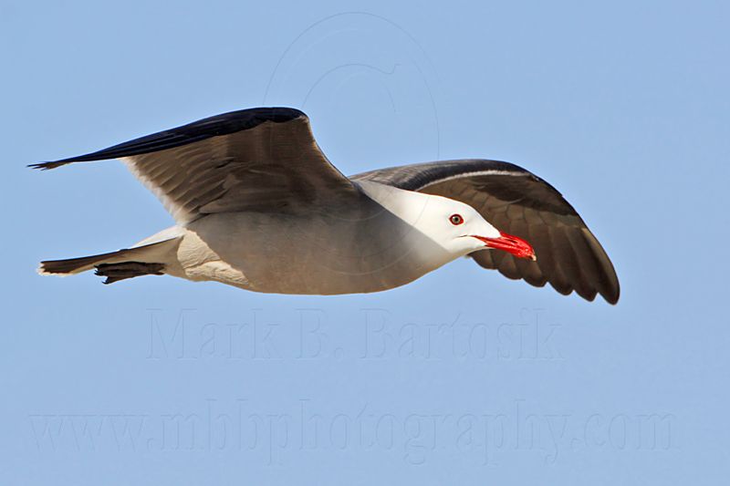 _MG_2516 Heermanns Gull.jpg