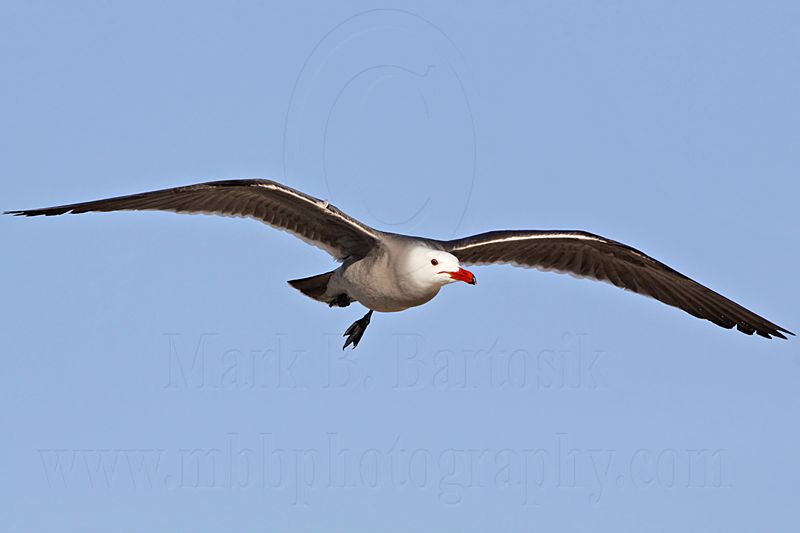 _MG_2616 Heermanns Gull.jpg