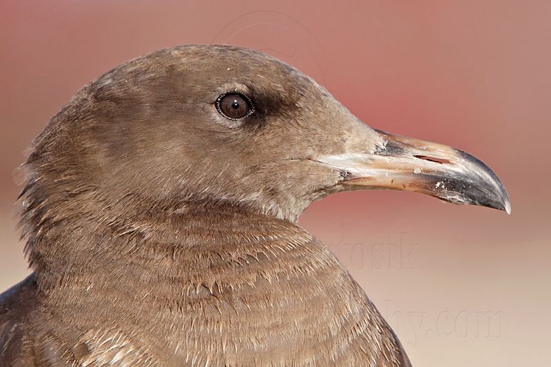 _MG_3054 Heermanns Gull.jpg