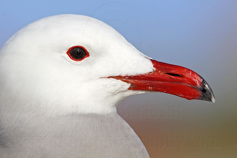 _MG_3171 Heermanns Gull.jpg