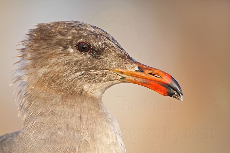 _MG_4012 Heermanns Gull.jpg