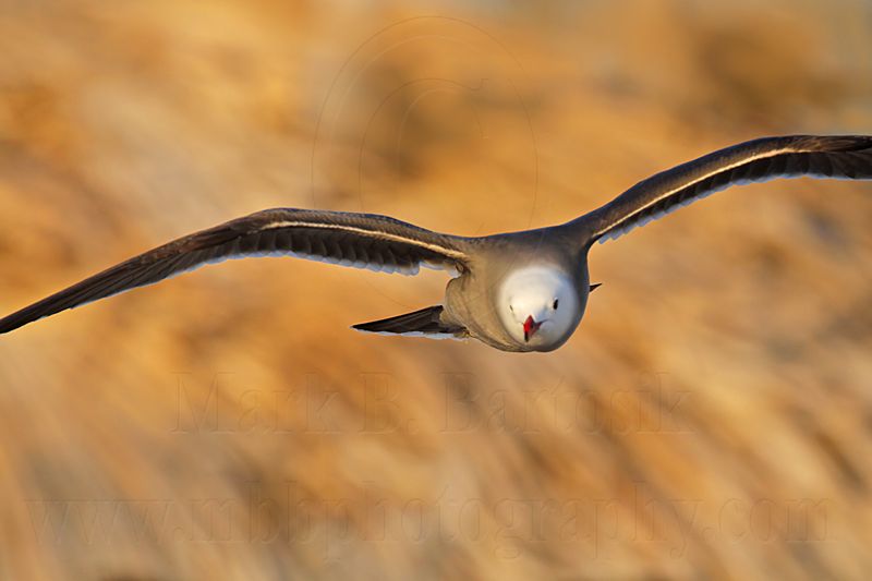 _MG_4300 Heermanns Gull.jpg