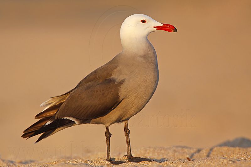 _MG_4454 Heermanns Gull.jpg