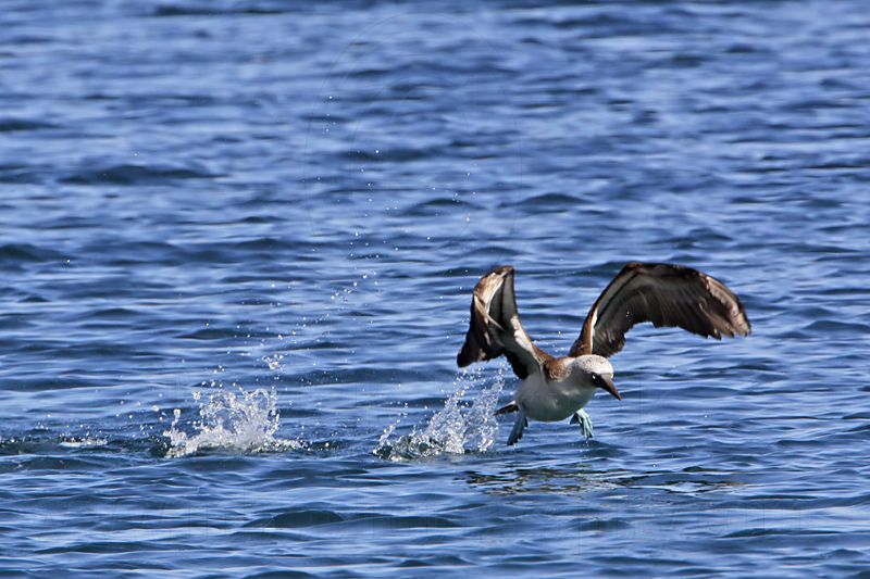 _MG_0703 Blue-footed Booby.jpg