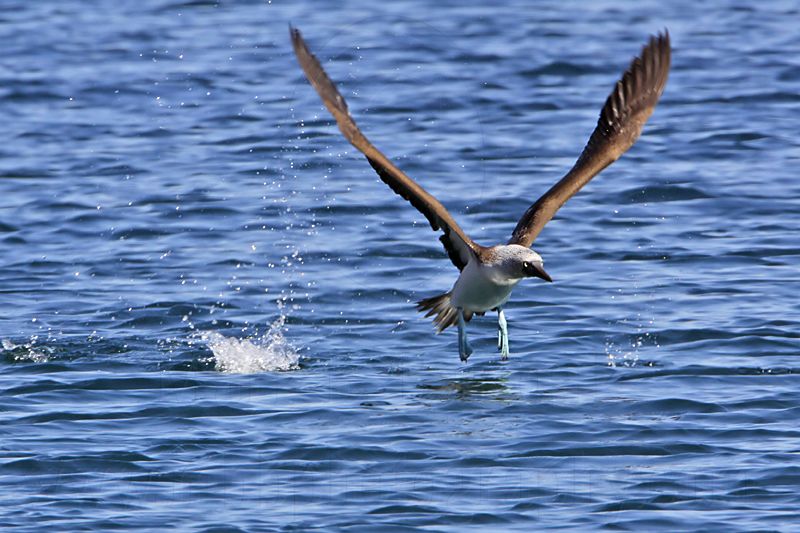 _MG_0706 Blue-footed Booby.jpg