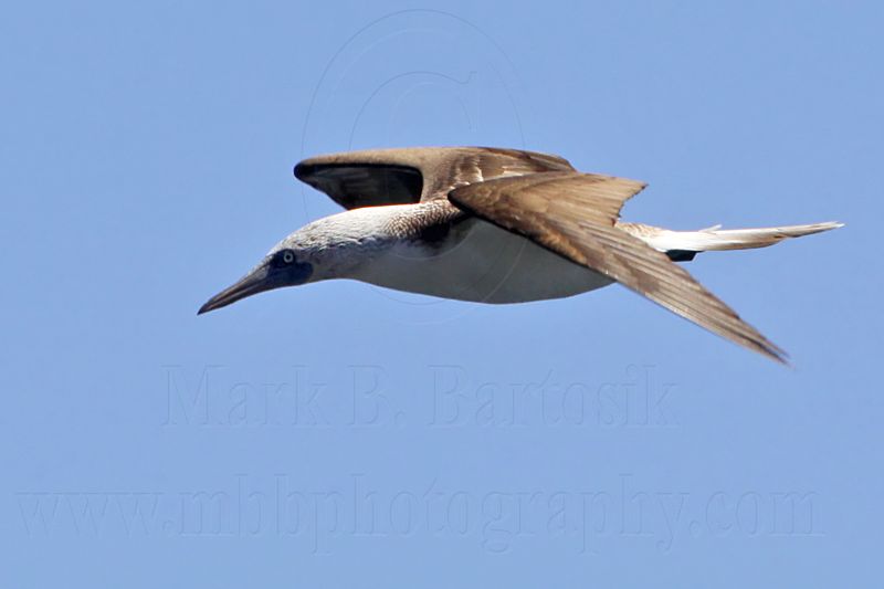 _MG_1137 Blue-footed Booby.jpg