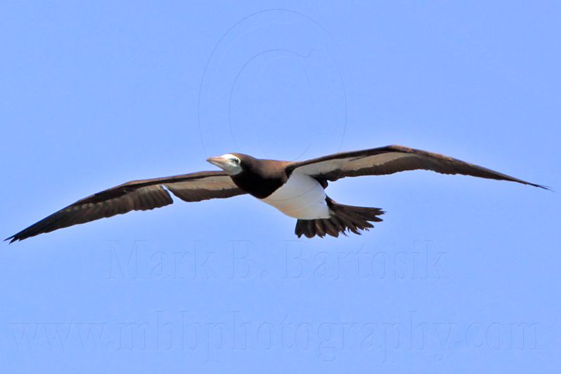 _MG_1195 Brown Booby.jpg