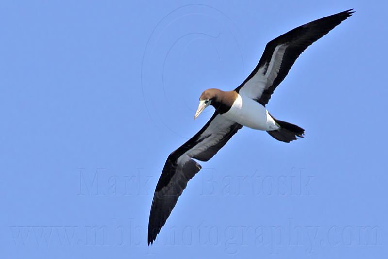 _MG_1293 Brown Booby.jpg