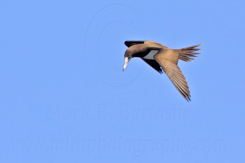 _MG_1295 Brown Booby.jpg