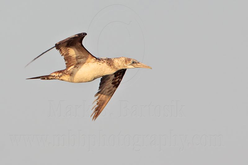 _MG_5039 Northern Gannet.jpg