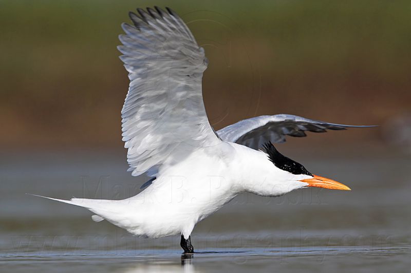 _MG_1199 Royal Tern.jpg