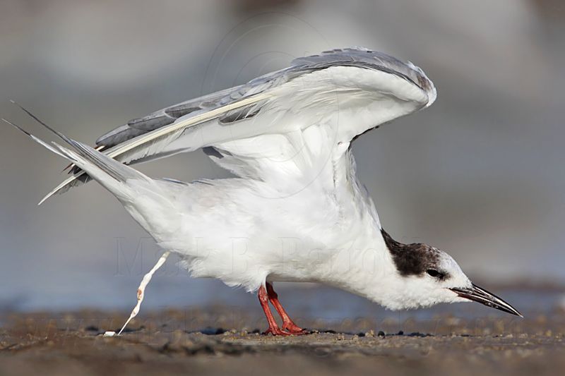 _MG_0530 Common Tern.jpg