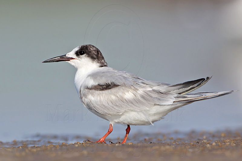 _MG_0996 Common Tern.jpg