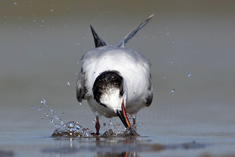 _MG_1052 Common Tern.jpg