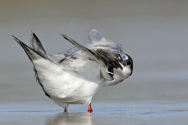 _MG_1096 Common Tern.jpg