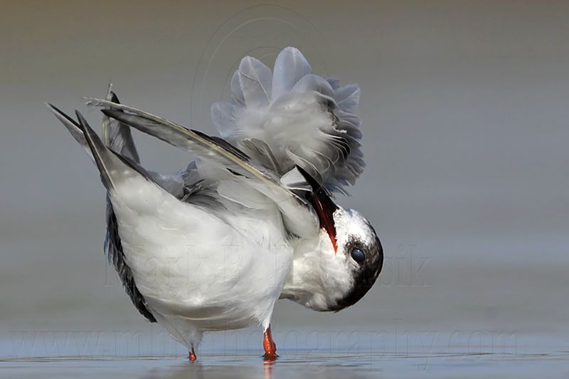 _MG_1097 Common Tern.jpg