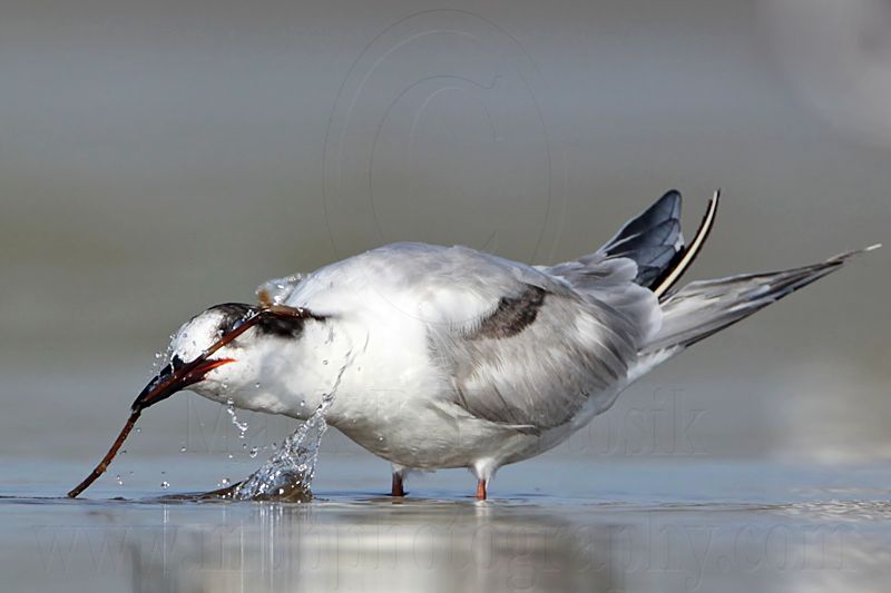 _MG_1135 Common Tern.jpg