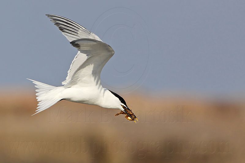 _MG_0657 Sandwich Tern.jpg