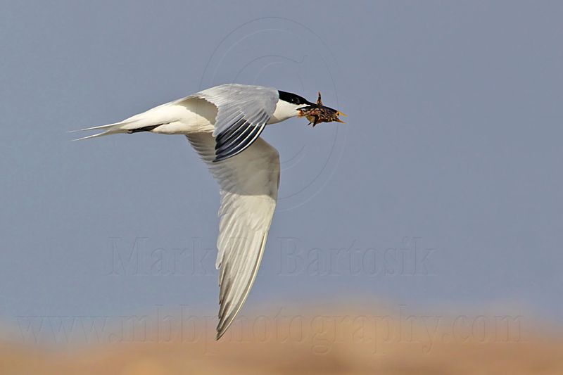 _MG_0932 Sandwich Tern.jpg