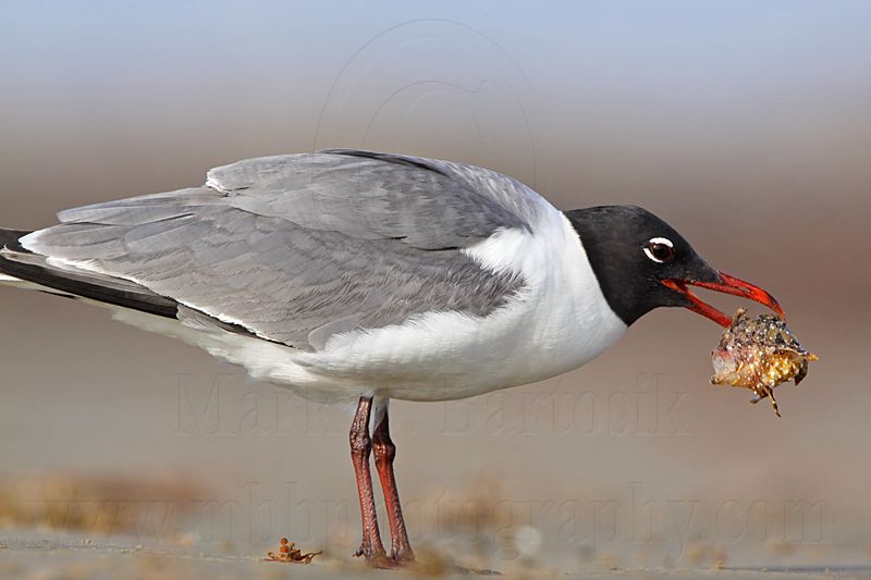 _MG_1150 Laughing Gull.jpg