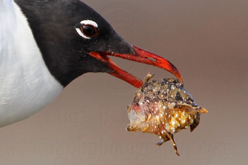 _MG_1150crop Laughing Gull.jpg