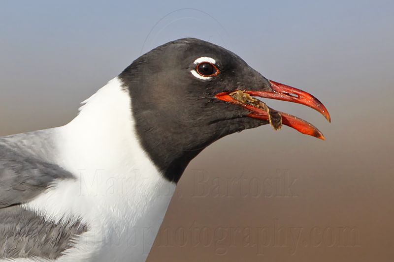 _MG_1213 Laughing Gull.jpg