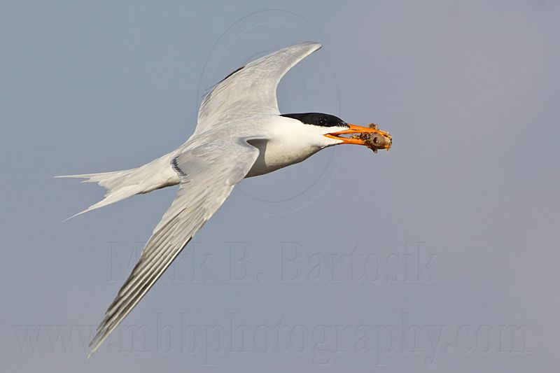 _MG_1508 Royal Tern.jpg