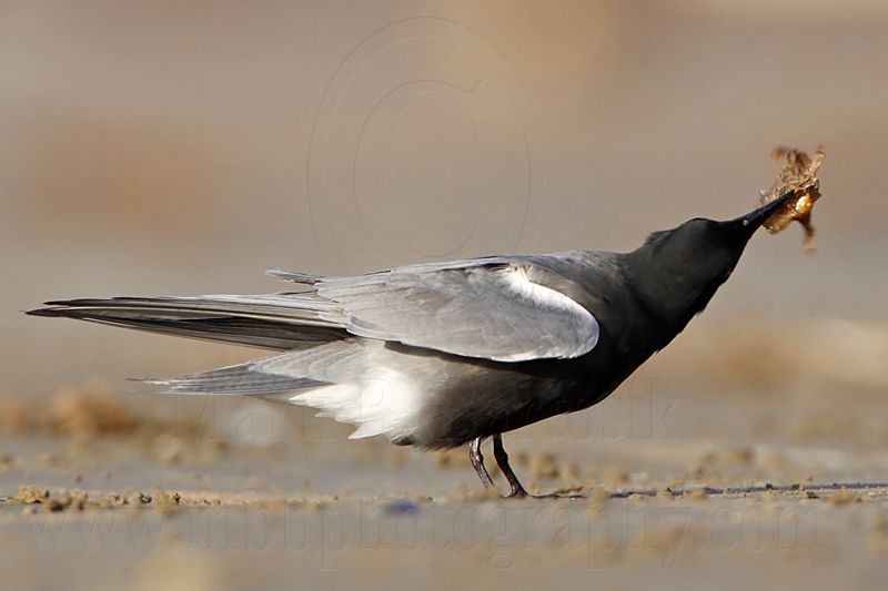 _MG_2261 Black Tern.jpg