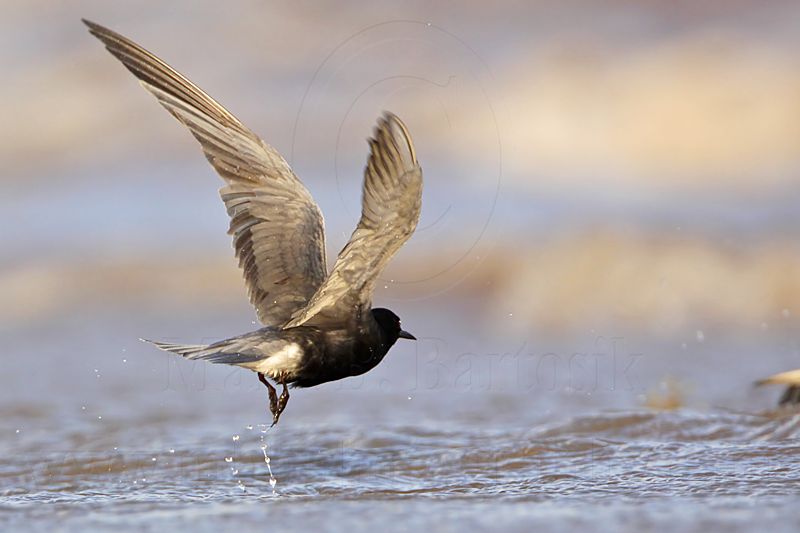 _MG_2869 Black Tern.jpg