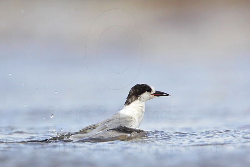 _MG_2917 Common Tern.jpg
