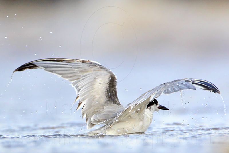 _MG_2919 Common Tern.jpg
