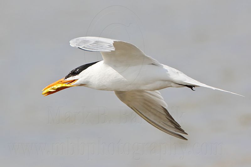 _MG_5365 Royal Tern.jpg