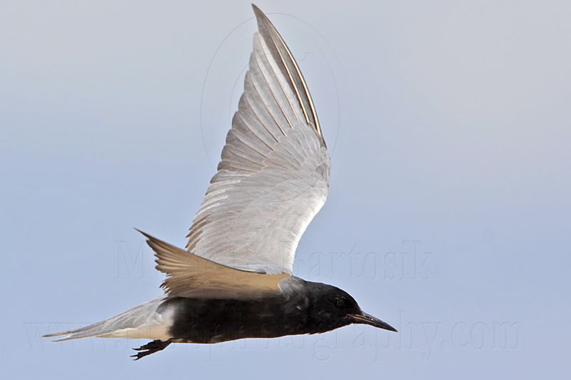 _MG_5747 Black Tern.jpg