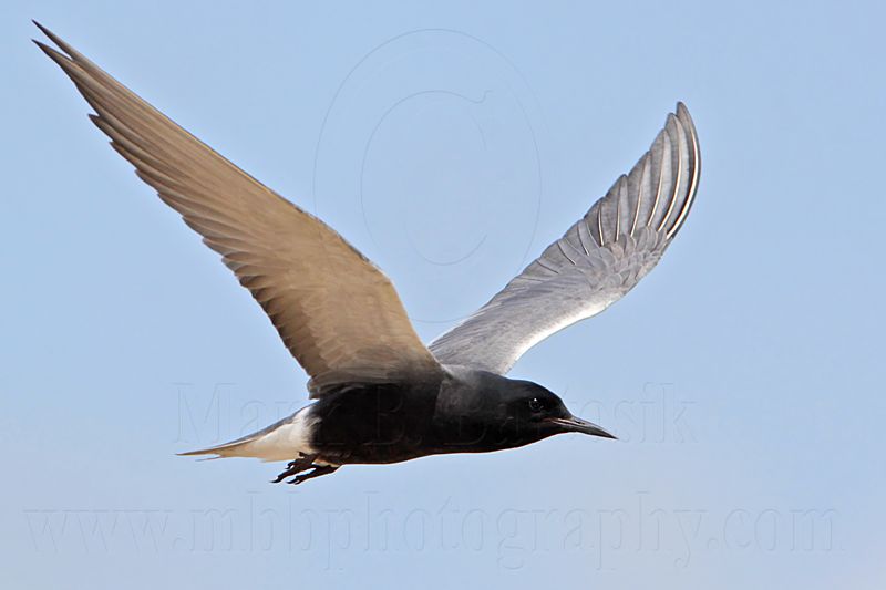 _MG_6043 Black Tern.jpg